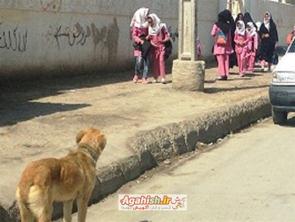 سگ ولگرد شاهین شهر